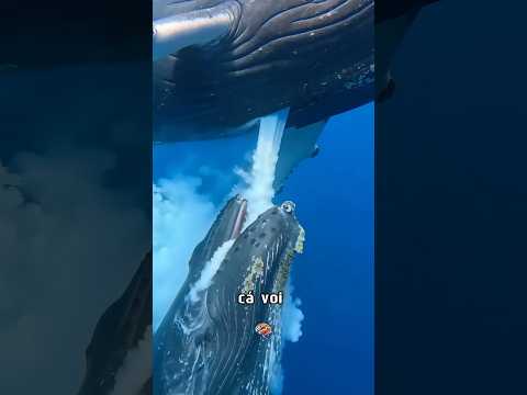 Cách Cá Voi Cho Con Bú 😲 | Học Giả Lắm Mồm