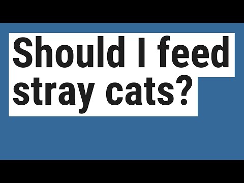 Should I feed stray cats?