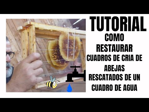 , title : '🧐✌️como Restaurar cuadros de cría de colmena de abejas rescatada en cuadro de agua? con hilo algodón'