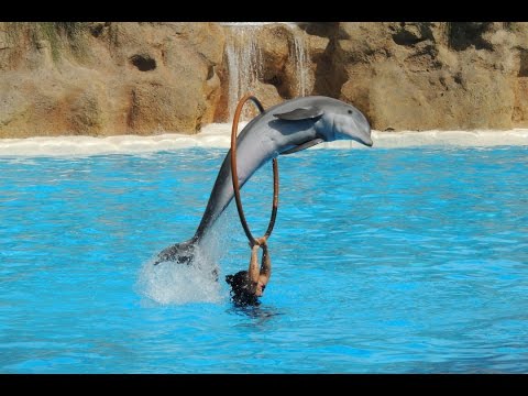 Les dauphins - loro parque 2014