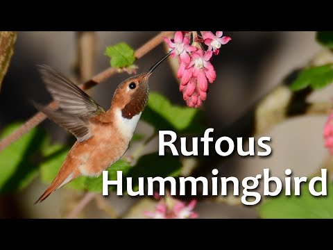 Rufous Hummingbird