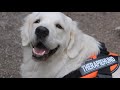 Dog Education Img Slider