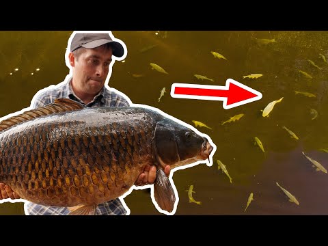 WILD carp BATTLES  + rare drone shots of Finnish carps.