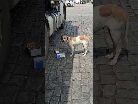 POSTO FAISÃO ÁGUAS VERMELHA BR 116 MINAS GERAIS HORA DO ALMOÇO