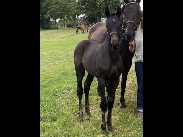 Merrie Selle Français Te koop 2023 Bruin / Bai ,  HEROE DE CAFENY