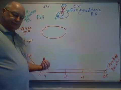 Professor Long - Female Reproductive System