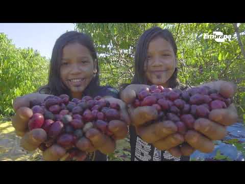 Café Aruá - Produção de Robusta Amazônico Especial por indígenas de Rondônia