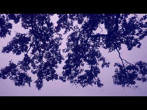 Sunday Reassurance  - out of the woods