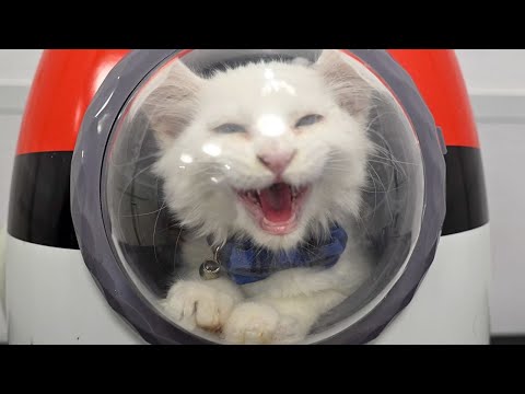 Smelly Cat, Smelly Cat, What Are They Feeding You?😐 | Maine Coon Kitten