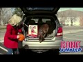 Видео о товаре Игрушка для собак Джумблер регби / KONG (США)