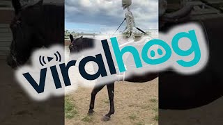 Using a Fake Skeleton to Train a Horse || ViralHog
