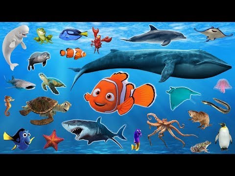 , title : 'Learn Sea Animal and Wild Zoo Animals Names, Education Video Toys For Kids in Blue Pool Water