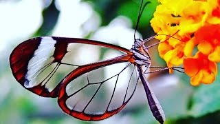 Download lagu TONI VAN SIMARMATA^HODO NATARPILLIT@T%UC mp3