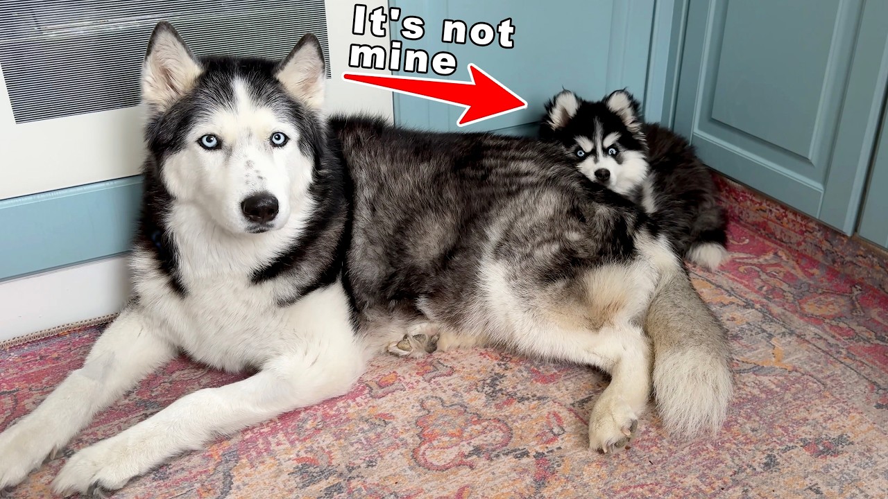 Pomsky Puppy’s First IQ Test | Big Husky Finally Accepts Her