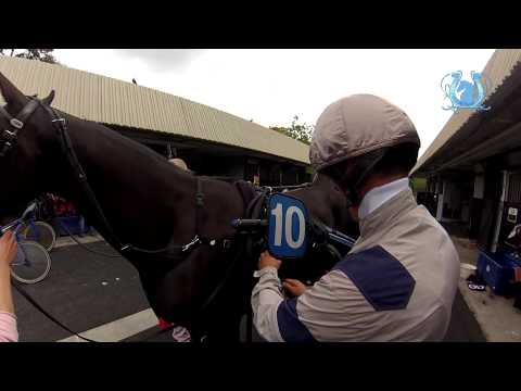 A2TURF - Franck ANNE - AKIM DU CAP VERT (412) samedi à Vincennes dans le Prix Victor Régis