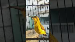 Download lagu BANYAK YG BILANG INI JANTAN, KENYATAANNYA INI SOGON BETINA #sogon #sogongacor #mabeskicau #shorts mp3 Download lagu BANYAK YG BILANG INI JANTAN, KENYATAANNYA INI SOGON BETINA #sogon #sogongacor #mabeskicau #shorts mp3