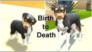 A SIMS 4 STORY - BIRTH TO DEATH [DOG EDITION]
