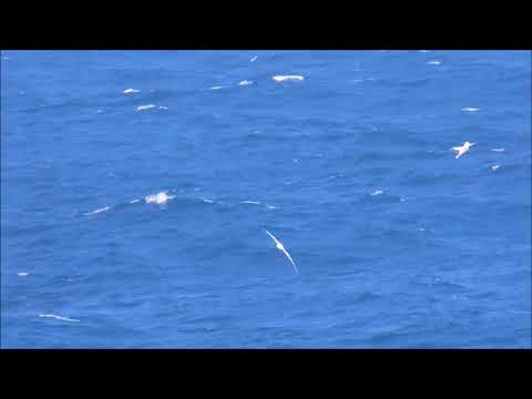 Birding off Prince Edward Island and later Marion Island