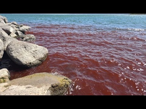 The Sea of Galilee will turn red in 2025