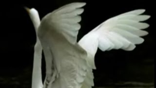 Pale Saints - She Rides The Waves &#39;92