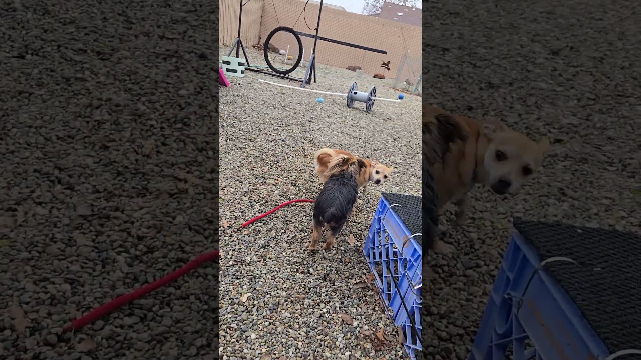 Enlarge Radar, a Adoptable mixed breed in Sacramento, CA video 3/6