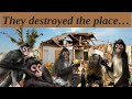 Monkeys Can Destroy Your Home In A Matter Of Seconds ‍ ️ Spidermonkey Capuchin