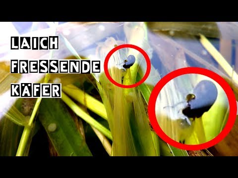 Toy Terrier Gelenkprobleme Osteochondrose der Halswirbelsäule Forum