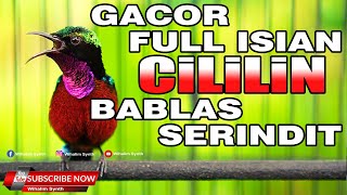 Download lagu FULL ISIAN CILILIN BABLAS SERINDIT - KONIN GACOR COCOK UNTUK PANCINGAN DAN MASTERAN KOLIBRI NINJA mp3 Download lagu FULL ISIAN CILILIN BABLAS SERINDIT - KONIN GACOR COCOK UNTUK PANCINGAN DAN MASTERAN KOLIBRI NINJA mp3