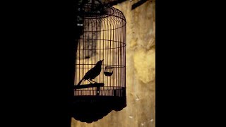 Canary in a Coal Mine - The Crane Wives 1 hour
