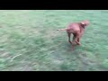 Vizsla cachorro en venta