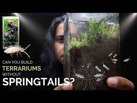 Can you build closed terrariums without springtails?