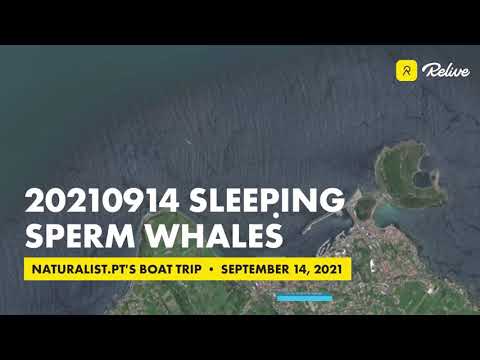 20210914pm| Group of sperm whales and pilot whales | Grupo de cachalotes e baleias piloto, Açores