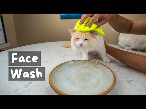 How to Clean your Cat's Face (4 Step Tutorial) | The Cat Butler