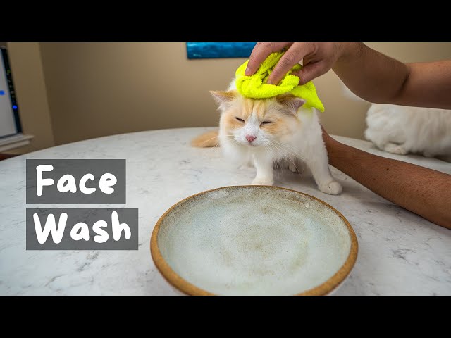 Can I bathe my cat myself?