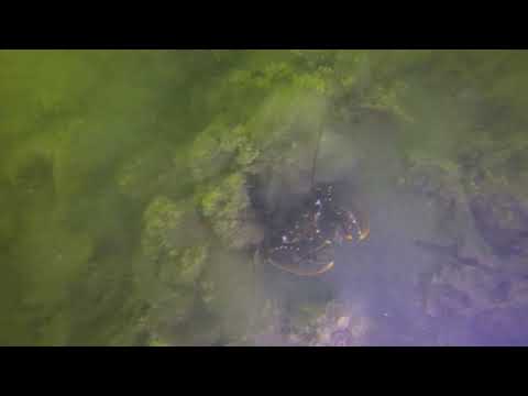 Duiken / Diving Stavenisse Zeeland (NL)