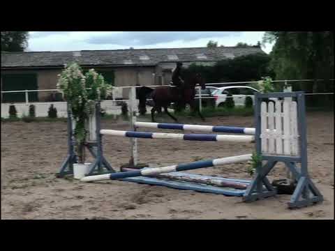 Casaltino - Liatos, westphalian, mare  *2015 sold