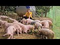 Small farm.  Raising pigs and chickens.  Country life.  (Episode 163).