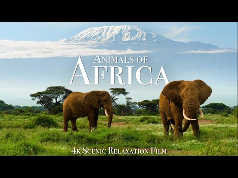 Disfruta De Un Impresionante Video En 4k De Los Animales Africanos