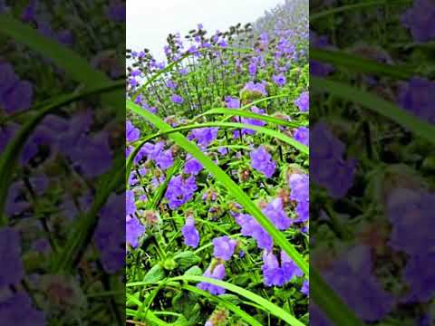 Neelkarunji - Flowers that blossom once in 12 years