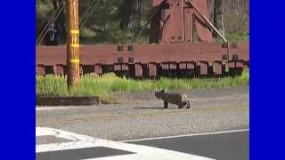 preview picture of video 'Bobcat (Lynx rufus) in El Portal, CA - 14 Mar 2015'