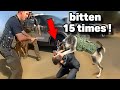 Craziest K9 Takedowns Criminals Caught By Police Dogs