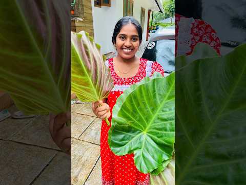 Tom 🍓 Jerry (Rithvi Kavi)Real End Twist #shorts