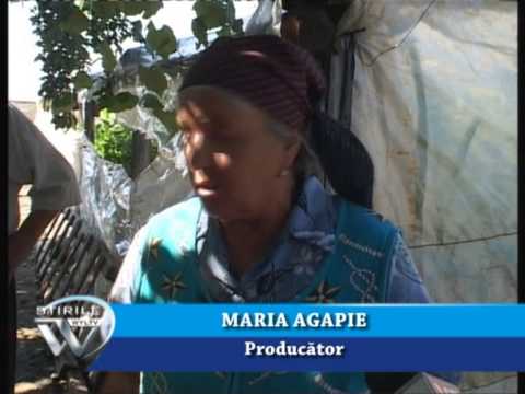 PRODUCĂTORI DEZAMĂGIȚI LA BALTA DOAMNEI