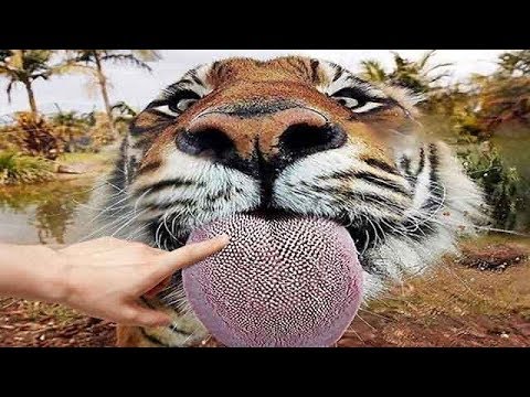 5 Weirdest Animal Tongues