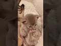 Cute abyssinian kittens ❤️Fawn and Blue Aby #abyssinian #catshorts #cutecat #abyssiniancat #kittens