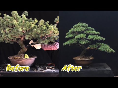 How to bend a bonsai - great bonsai bending skills #15