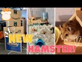 Getting a new hamster!!! | supply unboxing and cage setup 🐹✨