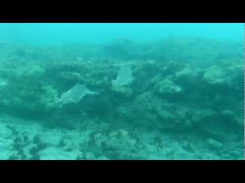 Acuarios Jandia/Costa Calma/Sotavento Beach club