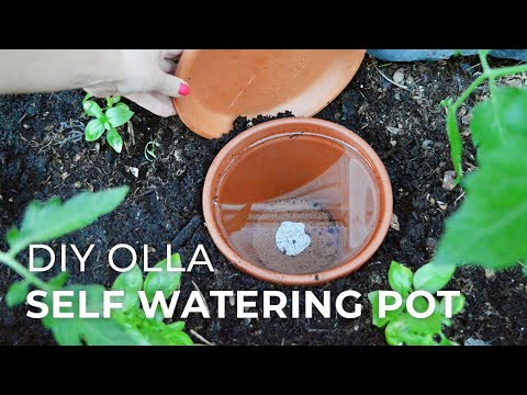 How to make DIY Ollas: Self-Watering Systems for Plants