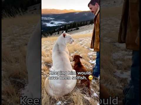 Man saves albino mountain lion